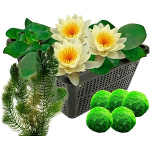 vdvelde.com - Gele waterlelie + Zuurstofplanten - Combi set - 12 planten - Plaatsing: -1 tot -40 cm