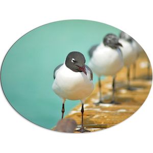 WallClassics - Dibond Ovaal - Vogels op de Steiger - 96x72 cm Foto op Ovaal (Met Ophangsysteem)