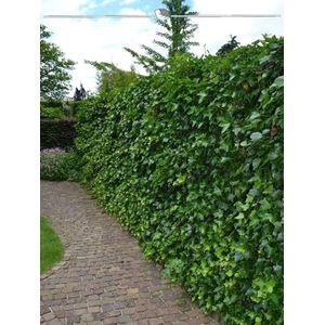 Ierse Klimop Hedera hibernica 125-150 cm in Pot in Pot, 500x Haagplant