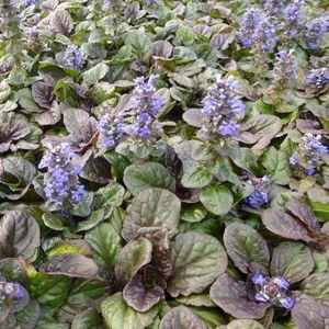 6x Ajuga reptans ‘Catlin’s Giant’ - Kruipend zenegroen - Pot 9x9 cm