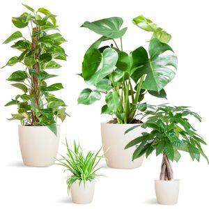 Plantenboetiek.nl | Makkelijke plantenbox - medium - met vibers pot wit - Ø12-21cm - 25-75cm hoog - Kamerplant - Groenblijvend