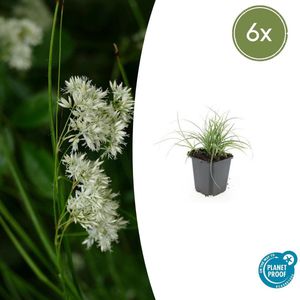 Tuinplantenshop.com | Luzula nivea | 6 stuks - Ø9cm - 10-25cm hoog - Tuinplant
