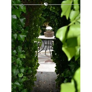 Ierse Klimop Hedera hibernica 80-100 cm in Pot in Pot, 10x Haagplant