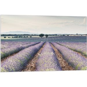 WallClassics - Vlag - Rijen Paarse Lavendel - 90x60 cm Foto op Polyester Vlag