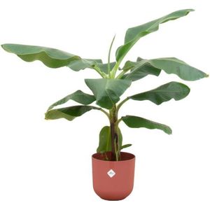 Bananenplant (Musa) inclusief elho Jazz Round rood - Potmaat 23cm - Hoogte 100cm