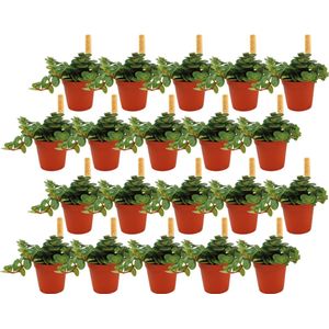 Plantenboetiek.nl | Sedum Tornado | 20 stuks - Ø5.5cm - Hoogte 10cm - Kamerplant - Groenblijvend - Multideal - Cactus & Vetplanten