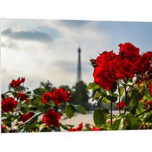 PVC Schuimplaat - Rode Rozenstruik voor Eiffeltoren in Parijs, Frankrijk - 100x75 cm Foto op PVC Schuimplaat (Met Ophangsysteem)
