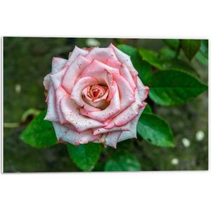 PVC Schuimplaat- Close up van Roze Rosa Violet Carson bij Groene Bladeren - Bloemen - 60x40 cm Foto op PVC Schuimplaat