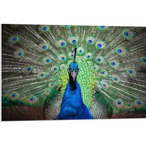 PVC Schuimplaat- Close up van blauwe pauw met zijn veren omhoog - 90x60 cm Foto op PVC Schuimplaat