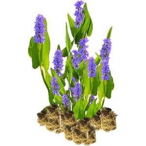 vdvelde.com - Snoekkruid - 15 stuks - Losse Pluggen - Pontederia Cordata Moerashyacint - 15 waterplanten voor 1 m² - Volgroeide hoogte: 80 cm - Plaatsing: -1 tot -20 cm