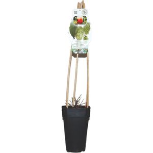 Hop plant - Humulus Westbrau - bierbloem - hopbellen - snelle groeier - klimplant - kruidachtige plant