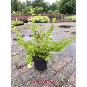 Plants Online - Tuinplanten - Heesters - Set van 1 - - Potentilla fruticosa 'Snowflake' - 3 liter pot - Plant 30-40 cm