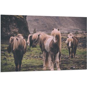 WallClassics - Vlag - Kudde Friese Paarden - 120x80 cm Foto op Polyester Vlag