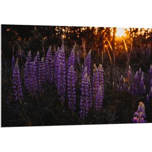 PVC Schuimplaat- Zonlicht door Bomen op Paarse Narcissen - 120x80 cm Foto op PVC Schuimplaat