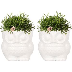 Kolibri Company - Planten set Owl sierpot wit | Set met groene planten Rhipsalis Ø9cm | incl. witte keramieken sierpotten