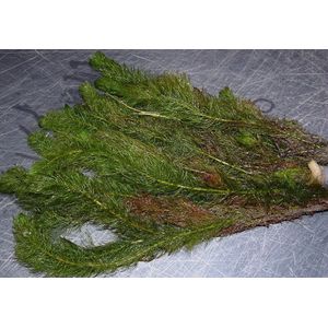 Aarvederkruid (Myriophyllum) - Zuurstofplant - per 5 bundels - Opplanten in kleiige vijveraarde -Wintergroene Vijverplant - Vijverplant- Voor kraakhelder Vijverwater - Vijverplanten Webshop