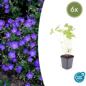 Tuinplantenshop.com | Geranium 'Johnson's Blue' | 6 stuks - Ø9cm - 10-25cm hoog - Tuinplant