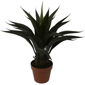 Agave - 60 cm