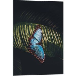 WallClassics - Vlag - Blauw met Zwarte Vlinder op Groen Blaadje - 50x75 cm Foto op Polyester Vlag