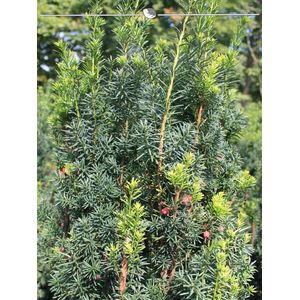 Venijnboom Taxus media Hicksii 40-50 cm, 15x Haagplant