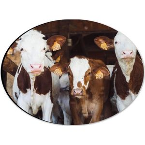 WallClassics - Dibond Ovaal - Koeien in de Stal op een Boerderij - 28x21 cm Foto op Ovaal (Met Ophangsysteem)