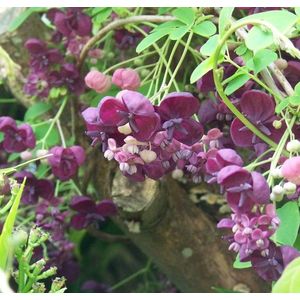 Akebia quinata 70-80cm - schijnaugurk - 2 stuks - klimbes - paarse bloemen - in pot