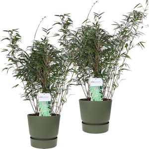 Duo ‘Fargesia Rufa’ (Bamboe) in ELHO outdoor sierpot Greenville (groen) - Set van 2 - Hoogeveen Plants BV - Tuinplanten- Hoogte  70 cm
