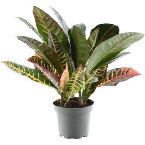 Codiaeum variegatum 'Petra' - 30 cm - ø12