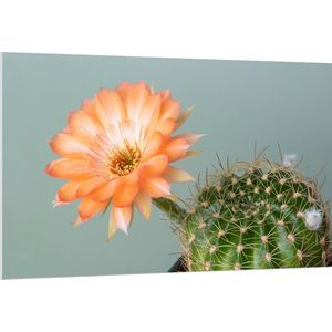 PVC Schuimplaat- Licht Oranje Echinopsis Bloem uit Cactus voor Grijze Achtergrond - 150x100 cm Foto op PVC Schuimplaat