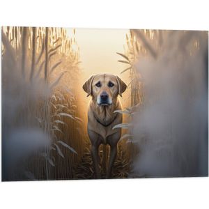 Vlag - Lichtbruine Hond tussen de Hoge Grassen in Weiland - 80x60 cm Foto op Polyester Vlag