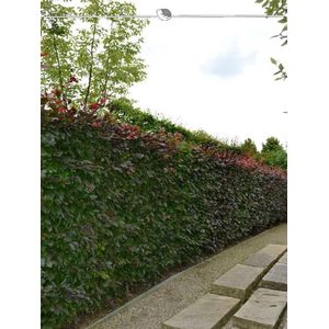 Rode Beuk Fagus sylvatica Atropunicea 150-175 cm in Pot, 60x Haagplant