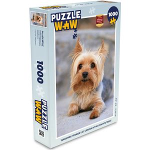 Puzzel Yorkshire Terrier ligt lekker op het zachte tapijt - Legpuzzel - Puzzel 1000 stukjes volwassenen