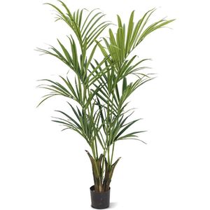 Kentia Palm Deluxe 165cm