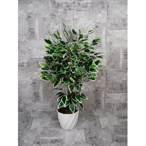 Ficus Benjamina Starlight - kunstplant - hoogte van 75 cm - inclusief pot