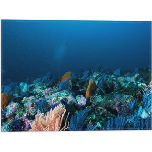 WallClassics - Vlag - Koraal onder Water - 40x30 cm Foto op Polyester Vlag