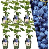 Plants by Frank | 6 Druivenplanten | 100% Biologische Fruitplanten | Druiven | Tuinplanten | Winterharde Planten voor de Tuin