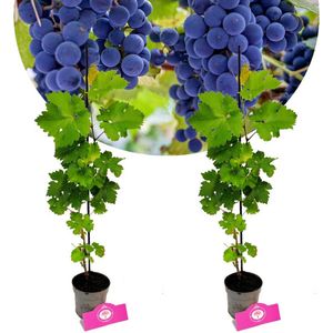 Set van 2 Druiven - Vitis vinifera 'Cabernet Cortis' - Hoogte 40cm - 9cm pot