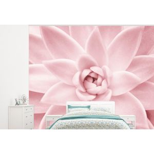 Bloem - Roze - Natuur - Plant - Behangpapier
