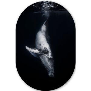 Walvis - Zeedieren - Zee - Natuur Kunststof plaat (5mm dik) - Ovale spiegel vorm op kunststof