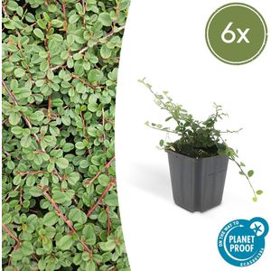 Trendyplants - Cotoneaster procumbens 'Queen of Carpets' - 6 stuks - Dwergmispel - Winterhard - Hoogte 20-30 cm - Potmaat Ø9cm