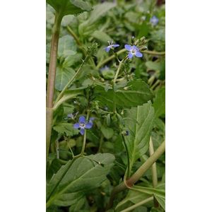 Beekpunge (Veronica beccabunga) - Vijverplant - 3 losse planten - Om zelf op te potten - Vijverplanten Webshop