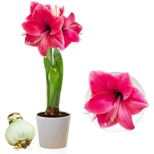 Zephyranthes | C.S. Weijers & Zonen B.V