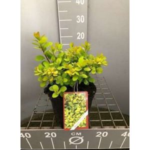 2 x Spiraea bet. 'Tor Gold' - Spierstruik , Sneeuwspirea 30- 40 cm in pot