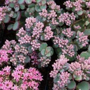 6x Sedum sieboldii - Vetkruid - Pot 9x9 cm