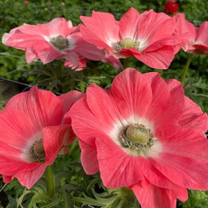 Anemone Mistral Tigrato Salmone | 10 stuks | Anemoon