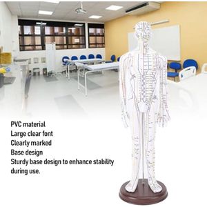 Acupunctuurmodel 20 Inch - PVC Skeletanatomiemodel met Stabiele Basis en High Definition Gravure