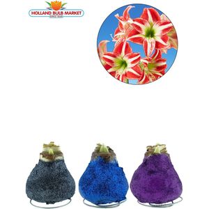 XL Amaryllis Wax Glitter Trio: Antraciet, Blauw & Purple – Een Sprankelend Cadeau voor uw (kerst) Interieur