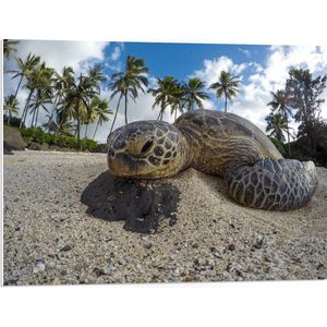 PVC Schuimplaat- Close-up van Kop van Schildpad op het Zand - 80x60 cm Foto op PVC Schuimplaat