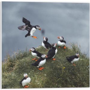 PVC Schuimplaat- Groep Papegaaiduikers op Grasveld - 50x50 cm Foto op PVC Schuimplaat