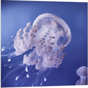 WallClassics - PVC Schuimplaat- Kwallen in Paars Water - 80x80 cm Foto op PVC Schuimplaat